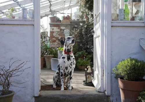 In Residence: Louie, Otis, Harry and other suburban portraits by Emma Louise Shell