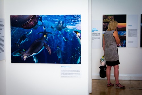 Wildlife Photographer of the Year Exhibition at Gosport Gallery (2)