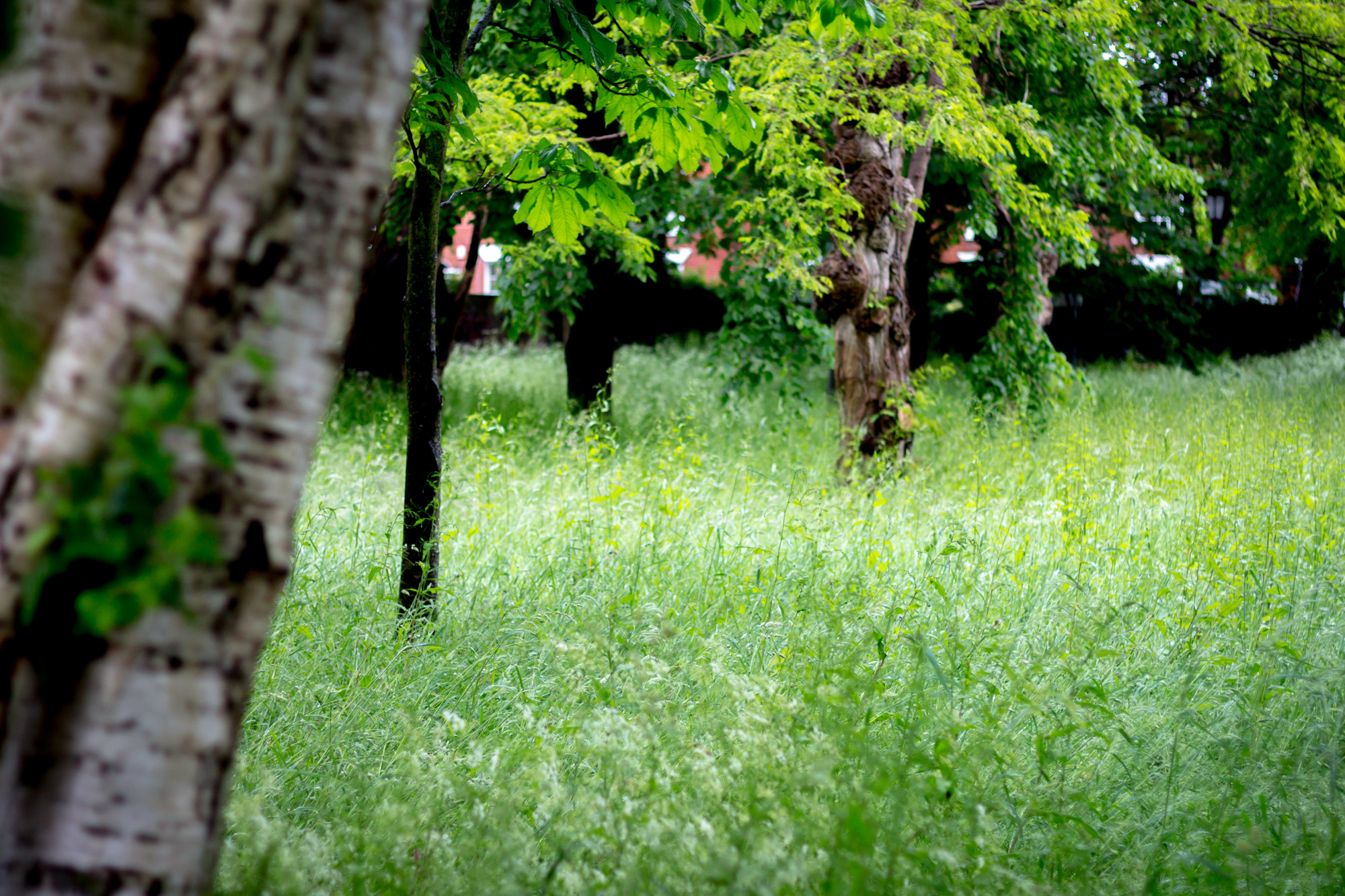 Nature Garden on Kings Road in Southsea (2)