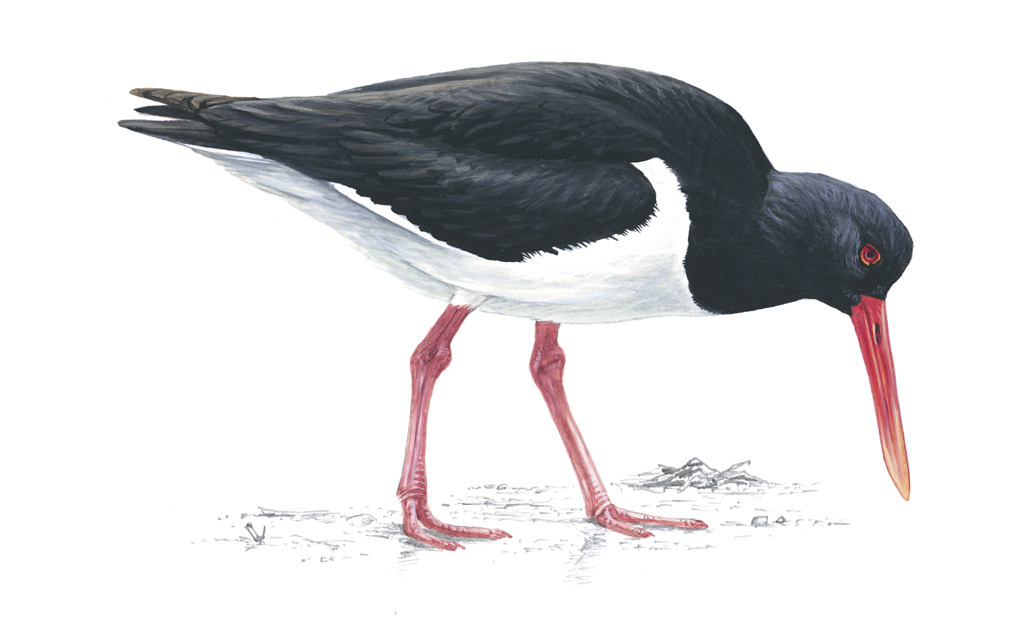 Oystercatcher