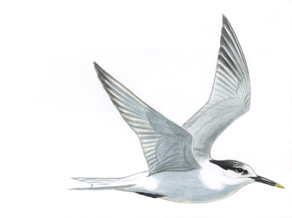 Sandwich Tern