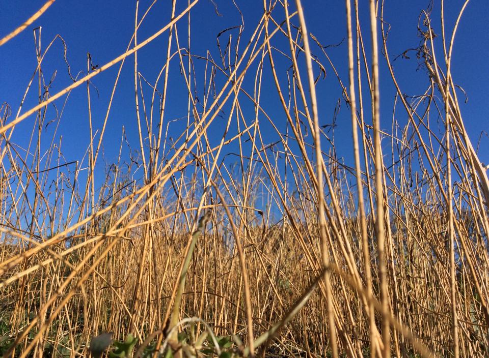 Grow an Exhibition - Ready for Harvesting