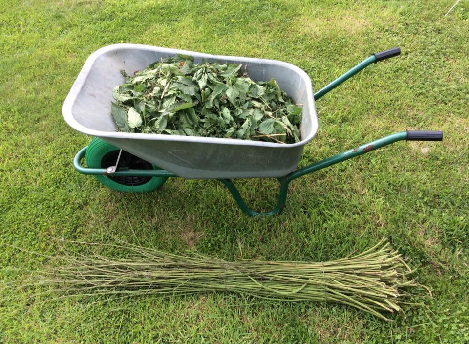 Grow an Exhibition - Nettles Harvested