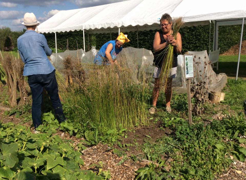 Grow an Exhibition - Harvested Crops