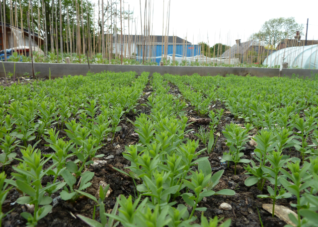 Grow an Exhibition - Lines of Flax