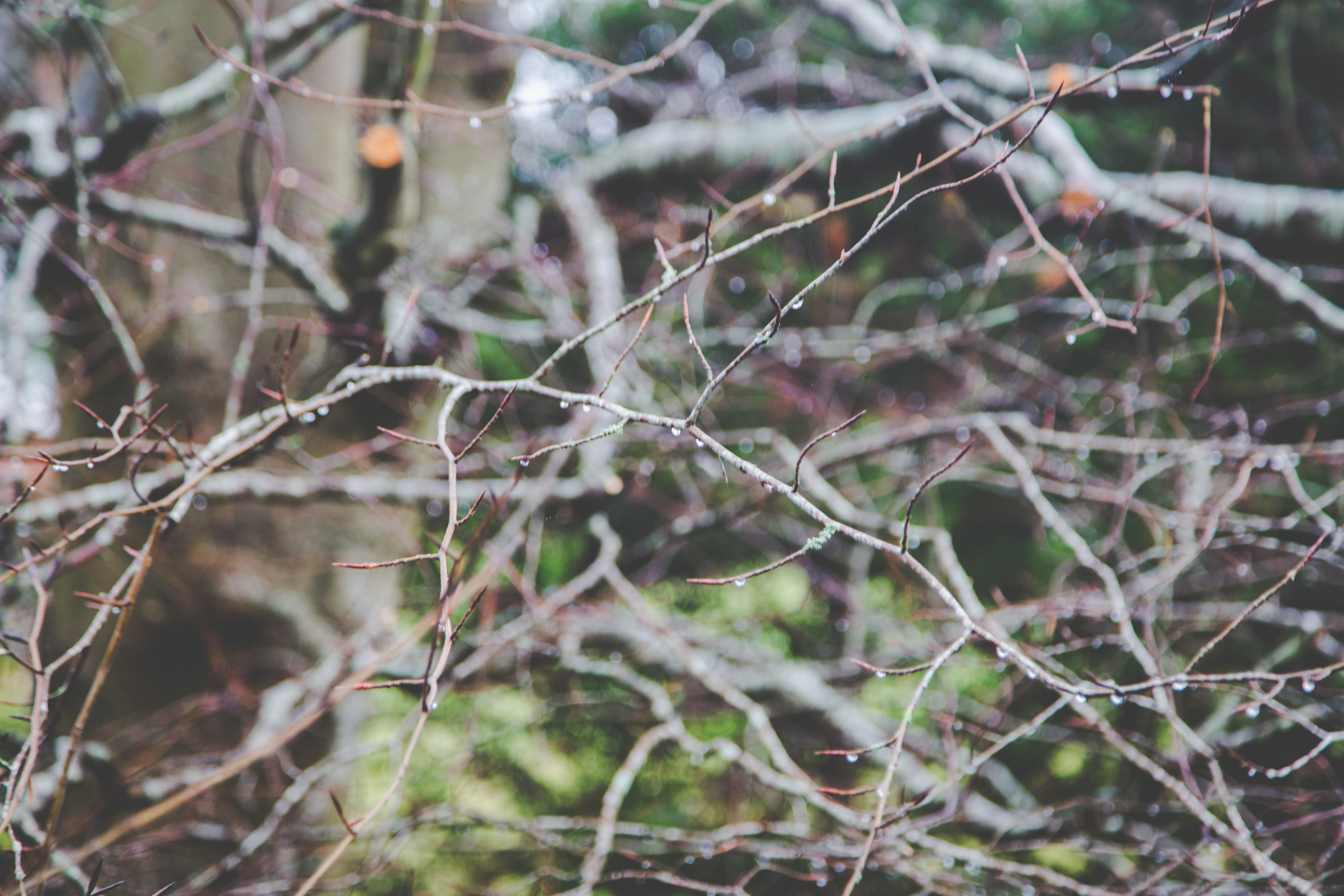 Strong Island Photography Walkshop - Fishbourne Meadows