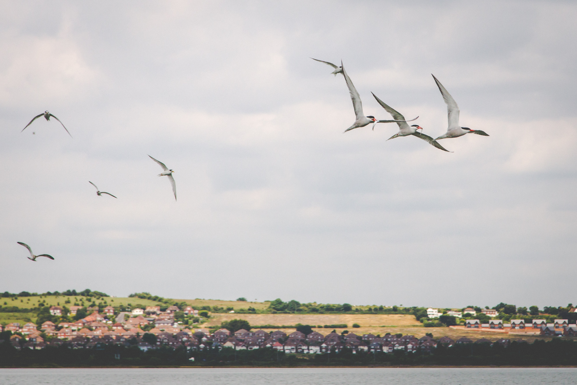 Common Terns over Langstone Harbour - Photo by Paul Gonella