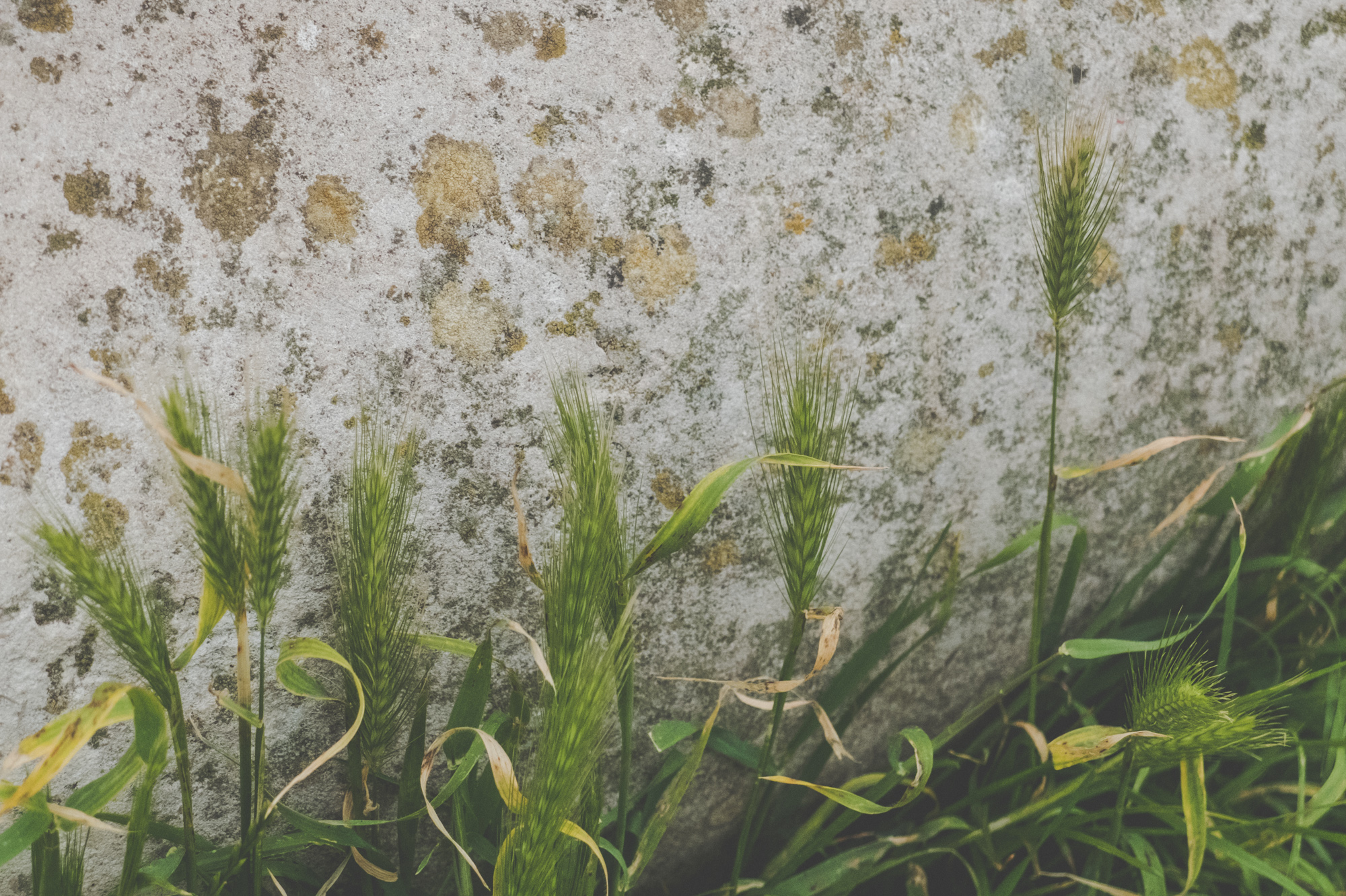 Grasses grow around the foot of the Castle Field John Maine sculpture