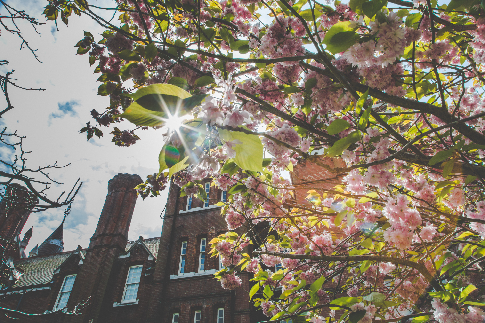 Sun shining through the tree's blossom