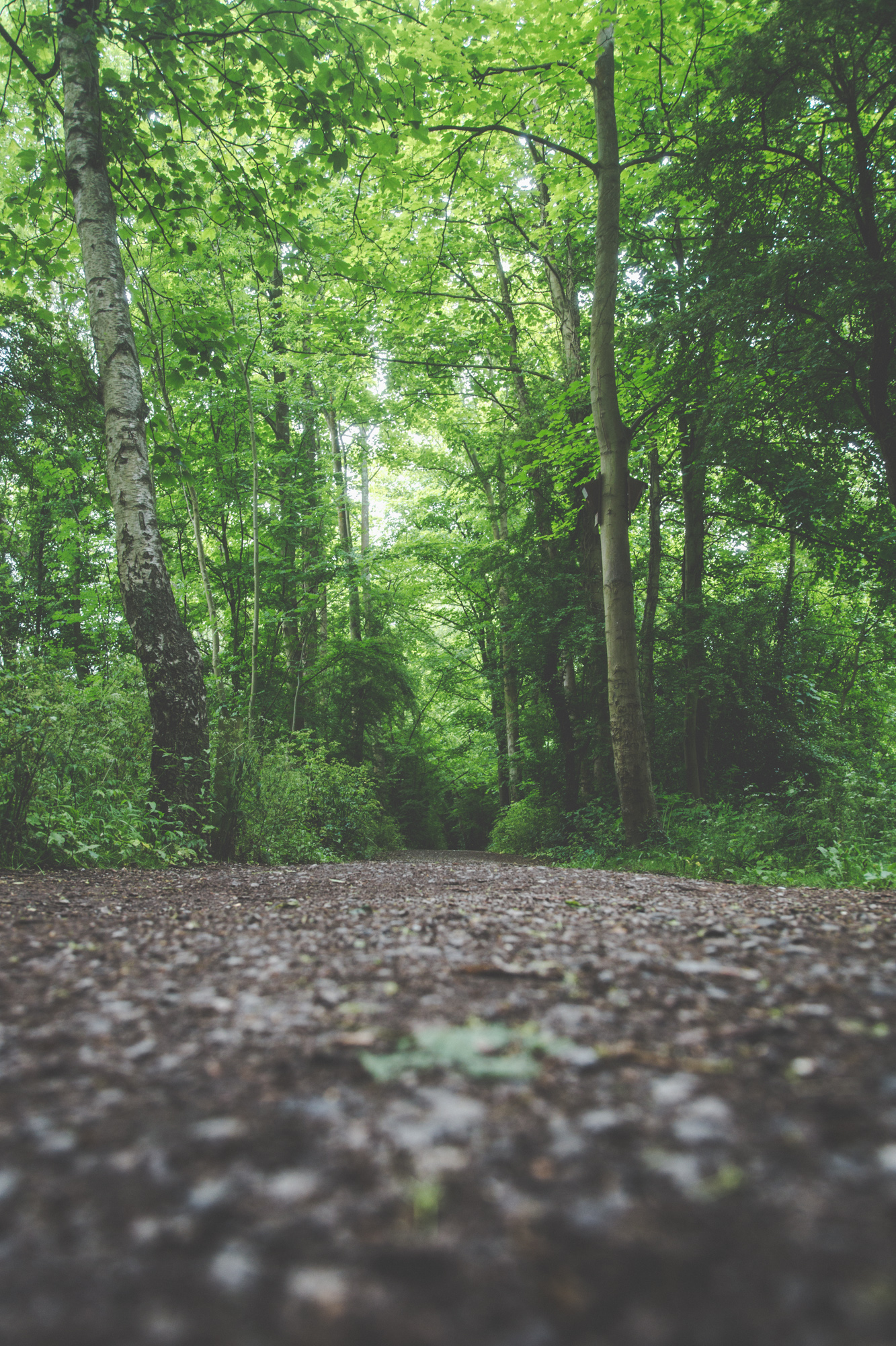 Low angle view looking along the forest path with the tall green canopy overhead