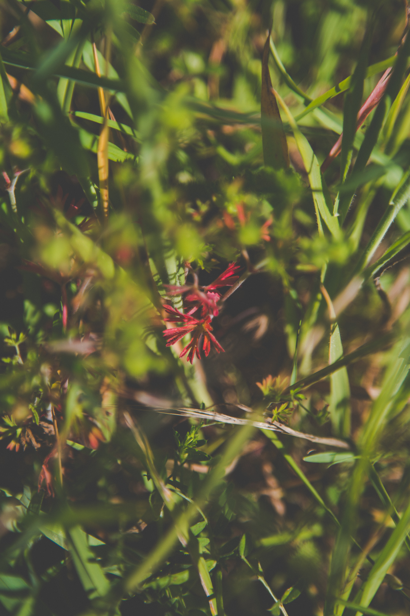 A splash of red of a plant deep within green grass