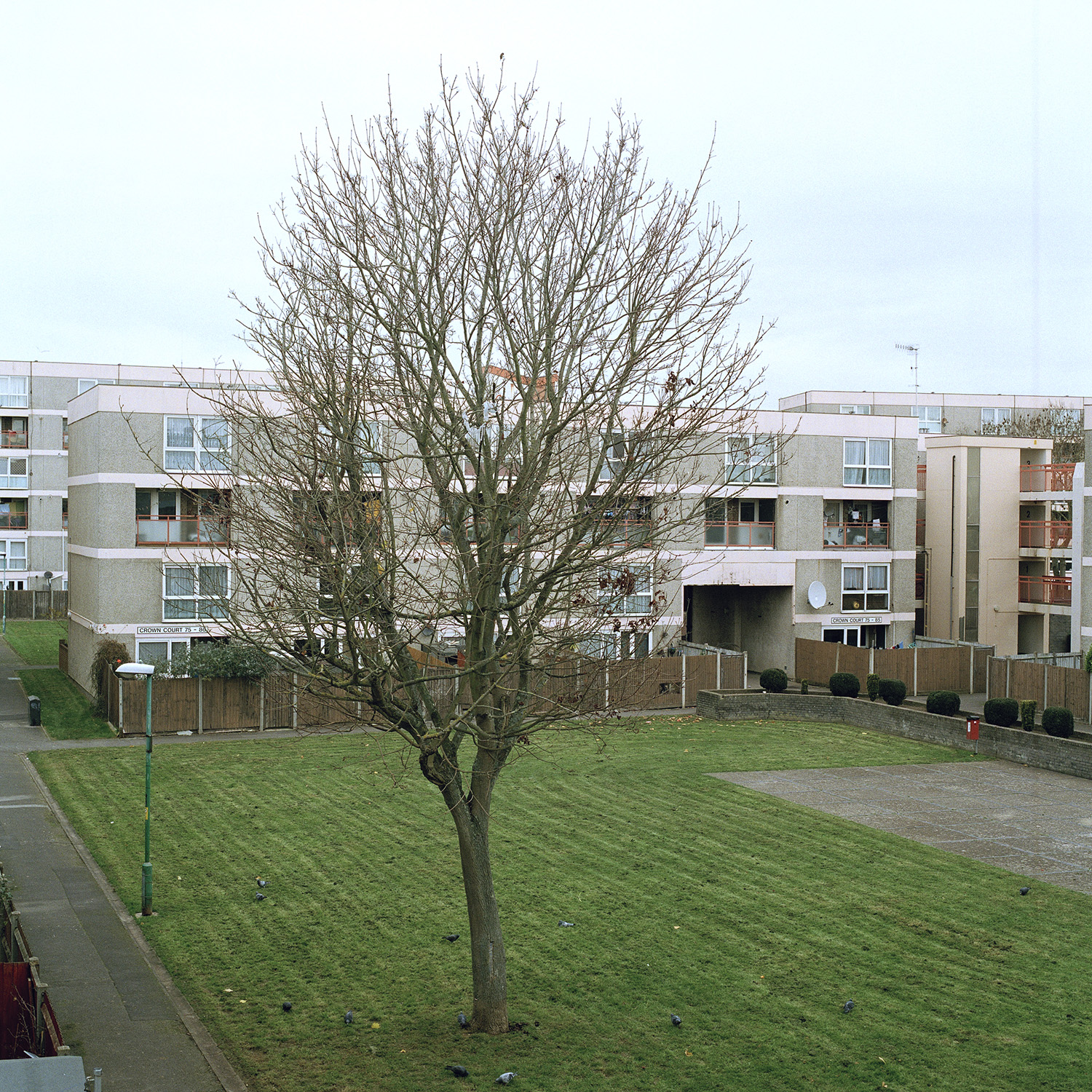 Looking down at an open green space in amongst the flats of Landport, with a large leafless tree stands tall