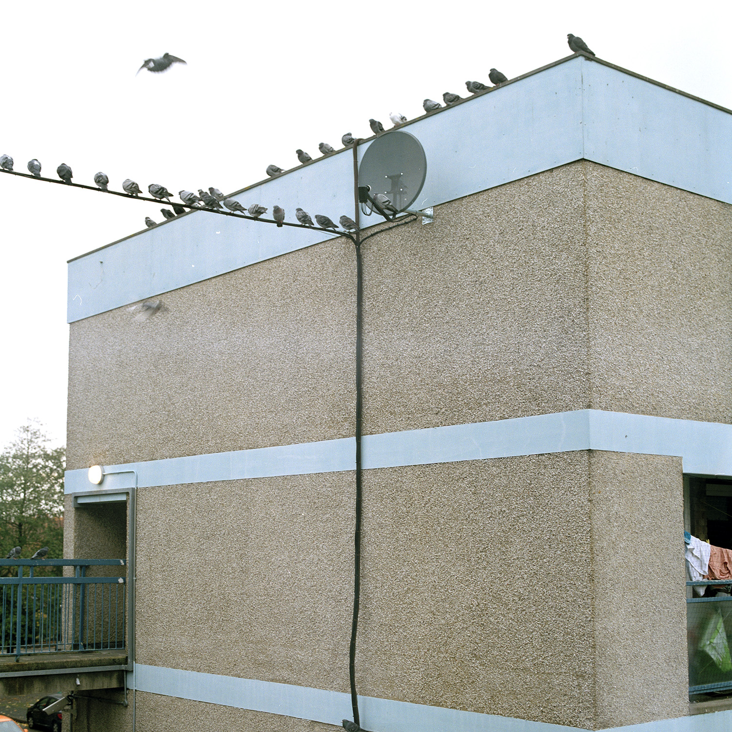 A row of pigeons all lined up on a wire connecting to a block of flats in Landport