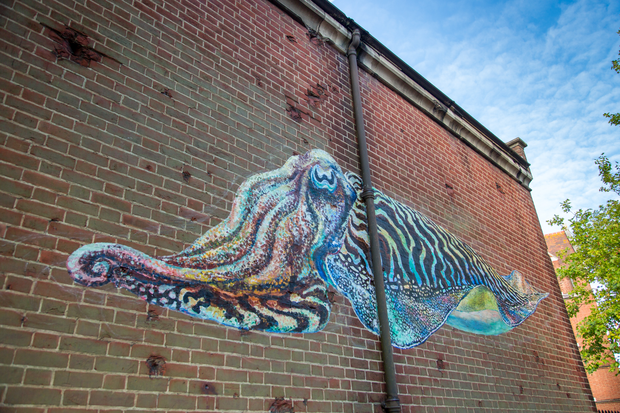 Mural of a Cuttlefish by street artist ATM